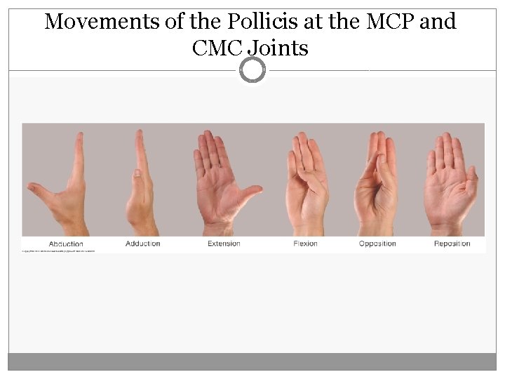 Movements of the Pollicis at the MCP and CMC Joints 