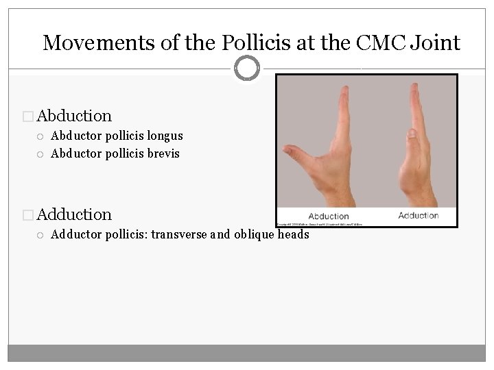 Movements of the Pollicis at the CMC Joint � Abduction Abductor pollicis longus Abductor