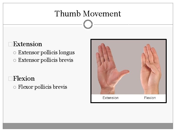 Thumb Movement �Extension Extensor pollicis longus Extensor pollicis brevis �Flexion Flexor pollicis brevis 