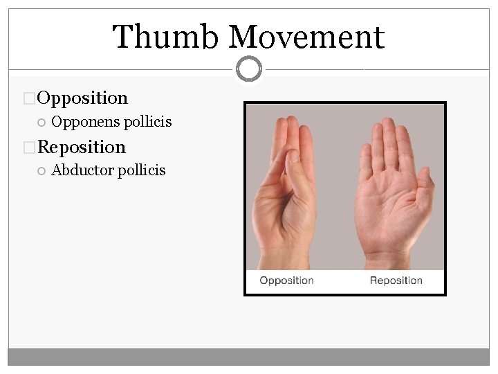 Thumb Movement �Opposition Opponens pollicis �Reposition Abductor pollicis 