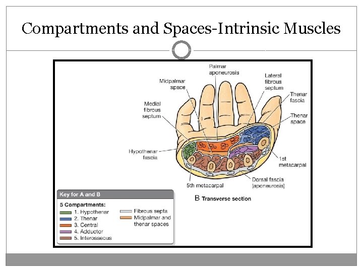 Compartments and Spaces-Intrinsic Muscles 