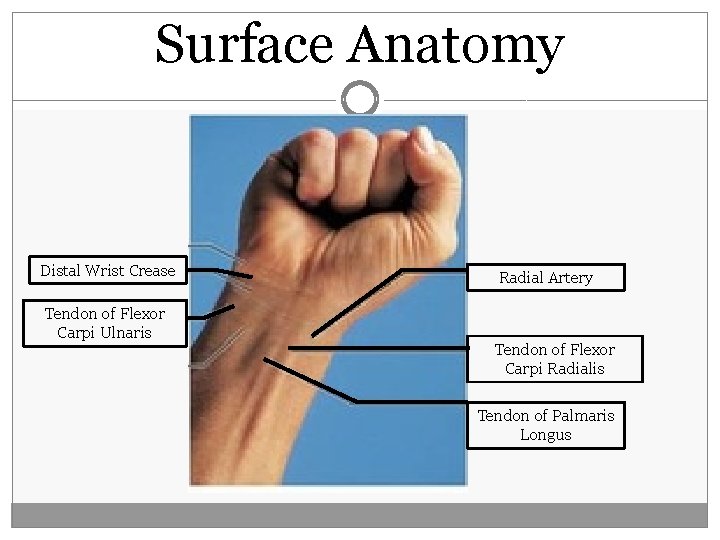 Surface Anatomy Distal Wrist Crease Tendon of Flexor Carpi Ulnaris Radial Artery Tendon of