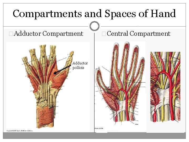 Compartments and Spaces of Hand �Adductor Compartment �Central Compartment Adductor pollicis palp Contents: long