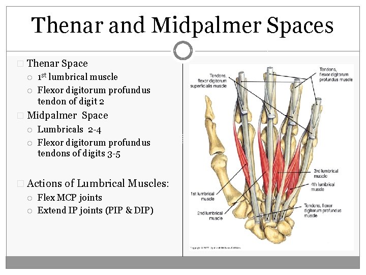 Thenar and Midpalmer Spaces � Thenar Space 1 st lumbrical muscle Flexor digitorum profundus