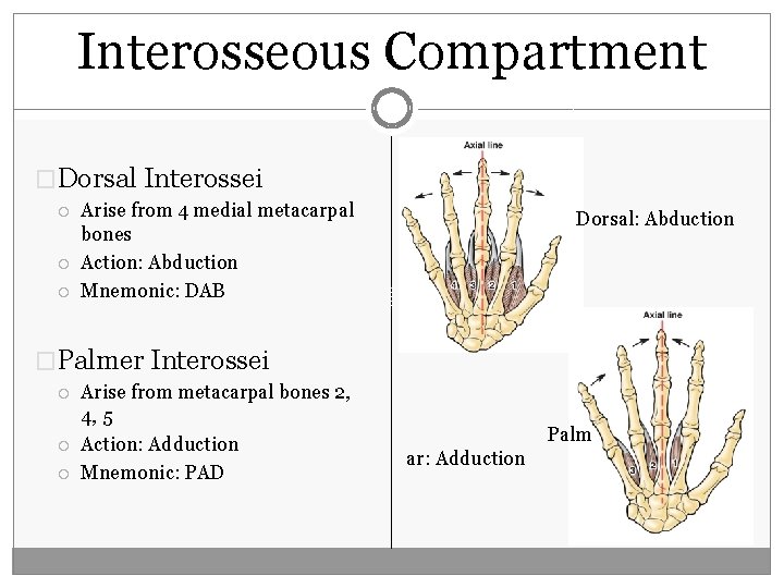 Interosseous Compartment �Dorsal Interossei Arise from 4 medial metacarpal bones Action: Abduction Mnemonic: DAB