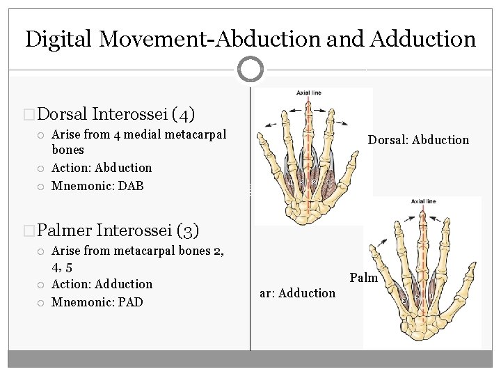 Digital Movement-Abduction and Adduction �Dorsal Interossei (4) Arise from 4 medial metacarpal bones Action:
