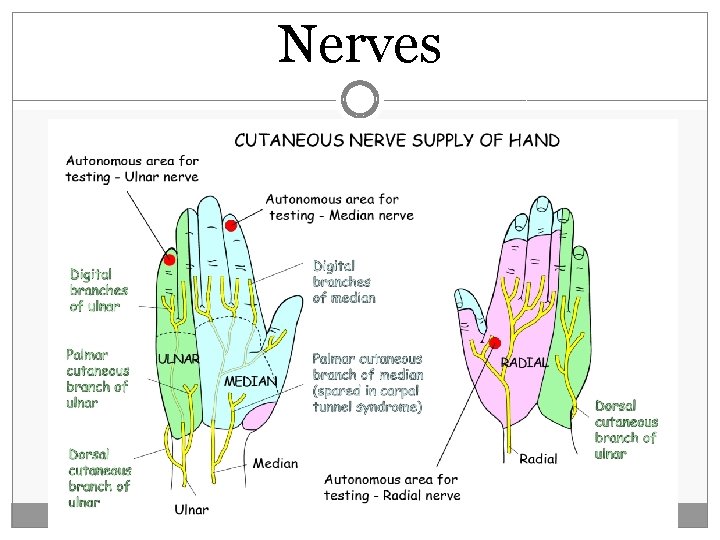 Nerves  Nerves