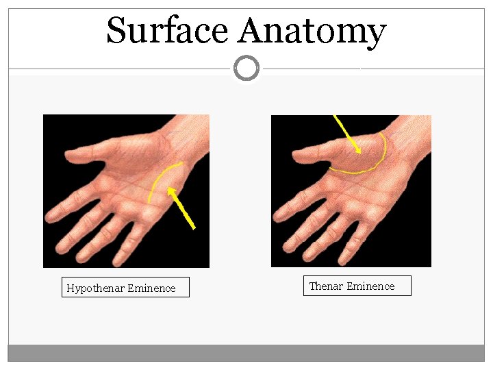 Surface Anatomy Hypothenar Eminence Thenar Eminence 
