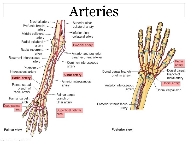 Arteries  Arteries