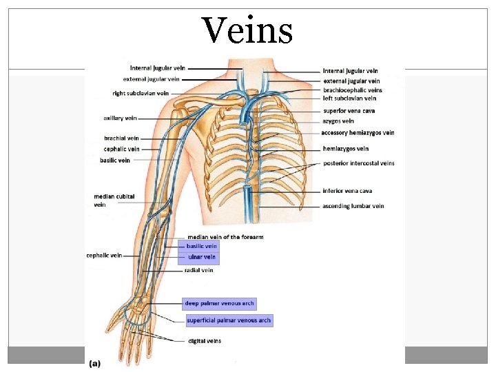 Veins  Veins