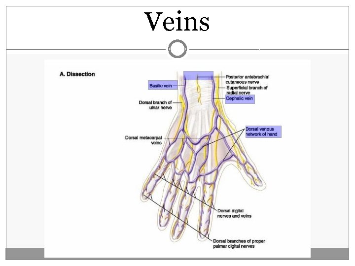 Veins  Veins