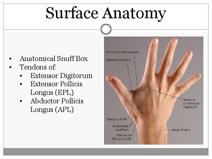 Surface Anatomy • • Anatomical Snuff Box Tendons of: • Extensor Digitorum • Extensor