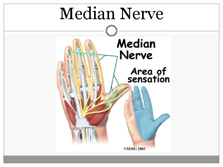 Median Nerve  Median Nerve