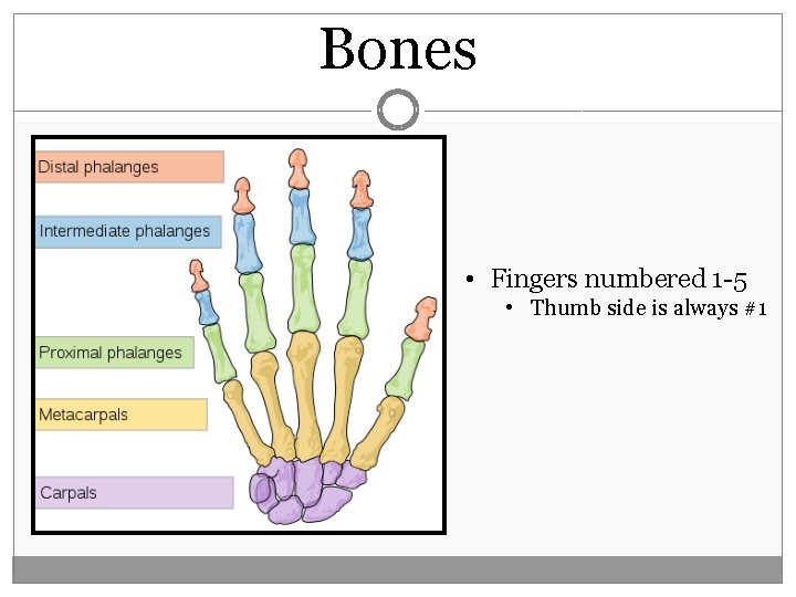 Bones • Fingers numbered 1 -5 • Thumb side is always #1  Bones • Fingers numbered 1 -5 • Thumb side is always #1