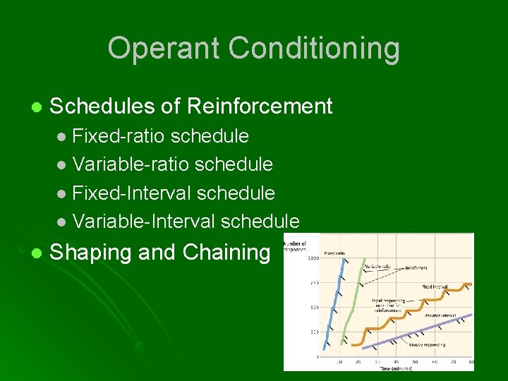 Operant Conditioning l Schedules of Reinforcement l Fixed-ratio schedule l Variable-ratio schedule l Fixed-Interval