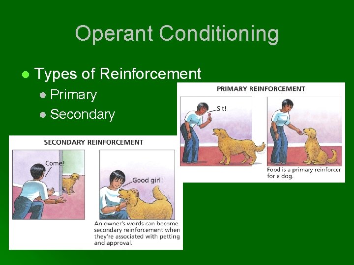 Operant Conditioning l Types of Reinforcement l Primary l Secondary 