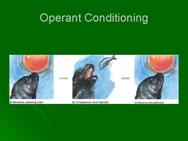 Operant Conditioning 