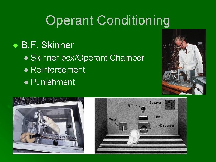 Operant Conditioning l B. F. Skinner l Skinner box/Operant Chamber l Reinforcement l Punishment