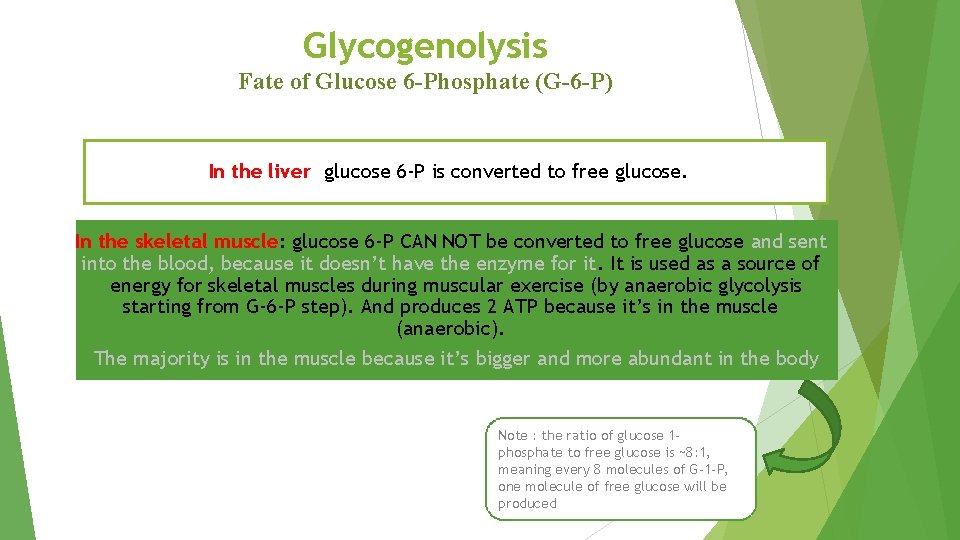 Glycogenolysis Fate of Glucose 6 -Phosphate (G-6 -P) In the liver: glucose 6 -P