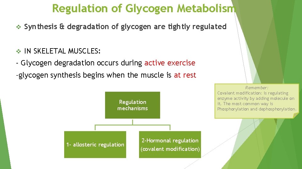 Regulation of Glycogen Metabolism v Synthesis & degradation of glycogen are tightly regulated v