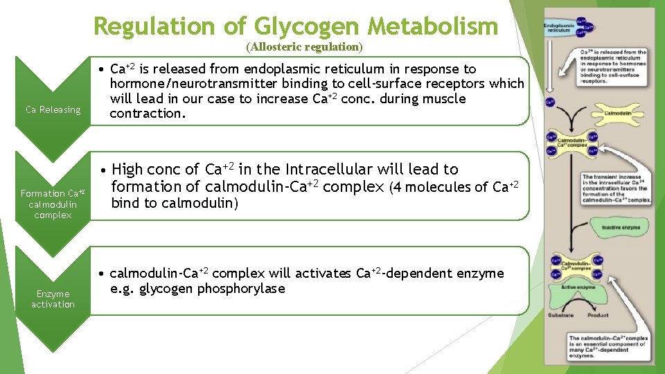 Regulation of Glycogen Metabolism (Allosteric regulation) Ca Releasing Formation Ca+2 calmodulin complex Enzyme activation