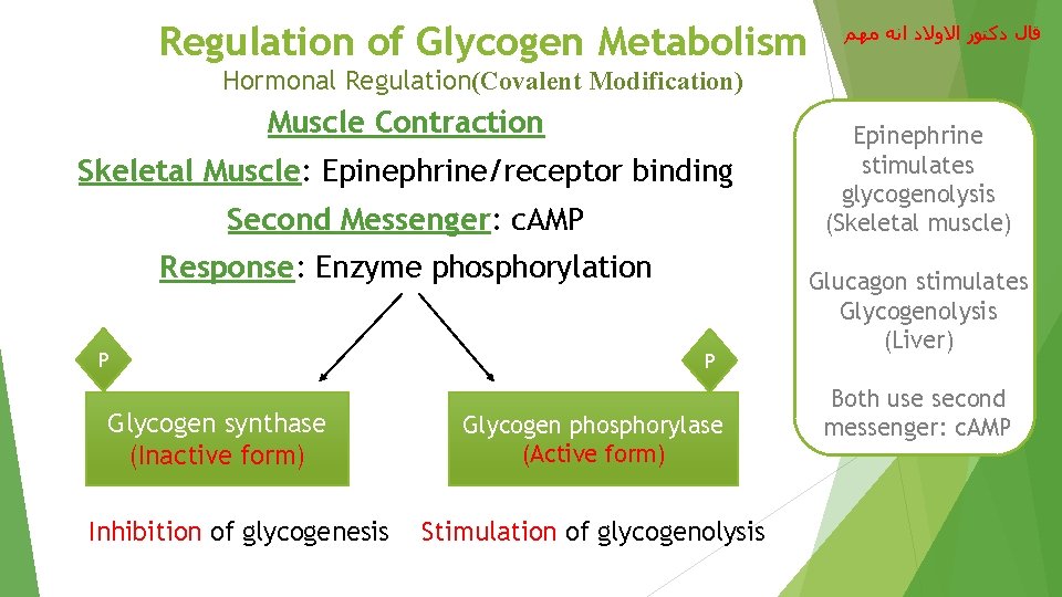 Regulation of Glycogen Metabolism ﻗﺎﻝ ﺩﻛﺘﻮﺭ ﺍﻻﻭﻻﺩ ﺍﻧﻪ ﻣﻬﻢ Hormonal Regulation(Covalent Modification) Muscle Contraction