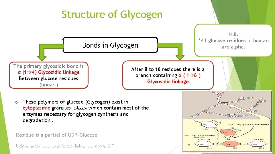 Structure of Glycogen Bonds in Glycogen The primary glycosidic bond is α (1 4)