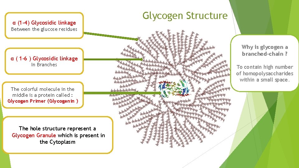 α (1 -4) Glycosidic linkage Glycogen Structure Between the glucose residues α ( 1