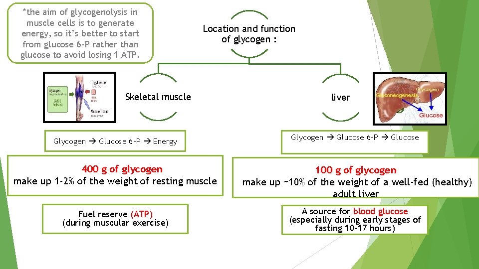 *the aim of glycogenolysis in muscle cells is to generate energy, so it’s better