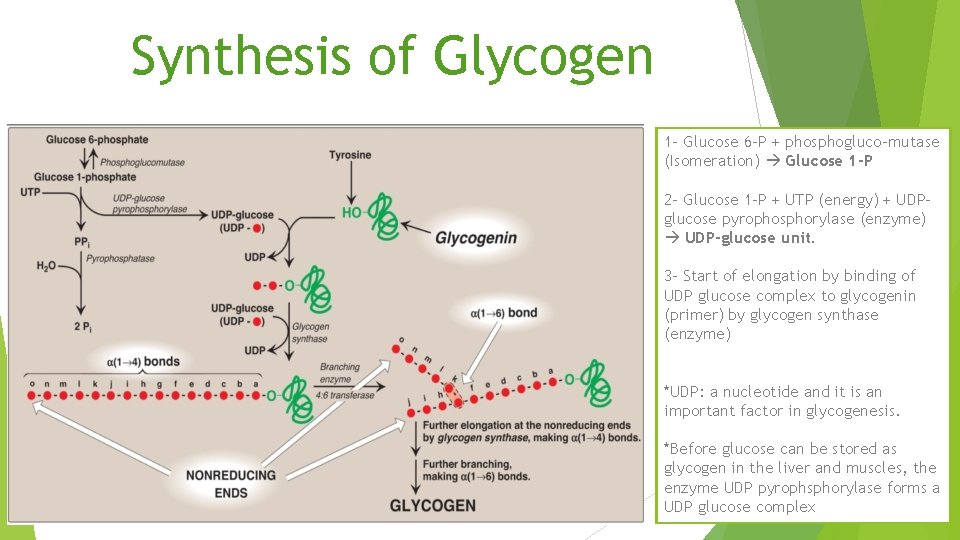 Synthesis of Glycogen 1 - Glucose 6 -P + phosphogluco-mutase (Isomeration) Glucose 1 -P