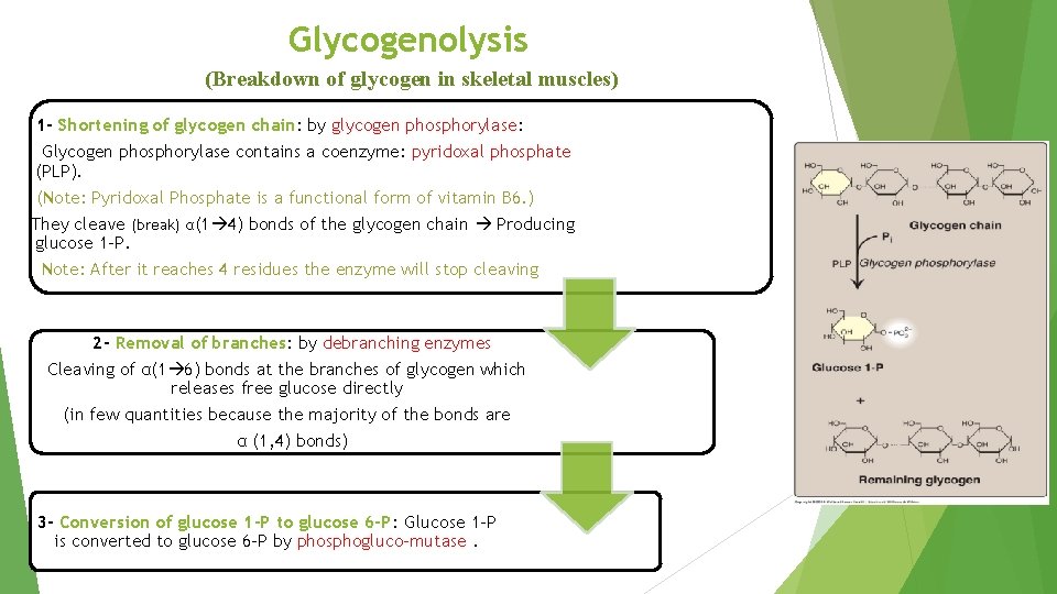 Glycogenolysis (Breakdown of glycogen in skeletal muscles) 1 - Shortening of glycogen chain: by