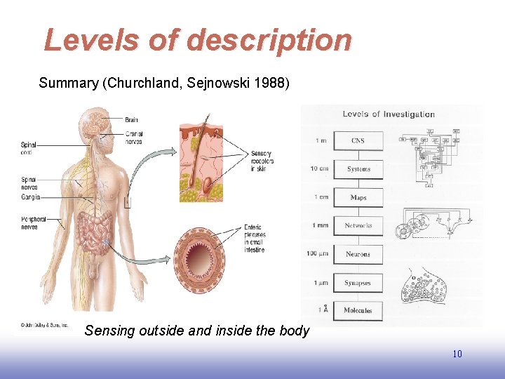 Levels of description Summary (Churchland, Sejnowski 1988) Sensing outside and inside the body 10