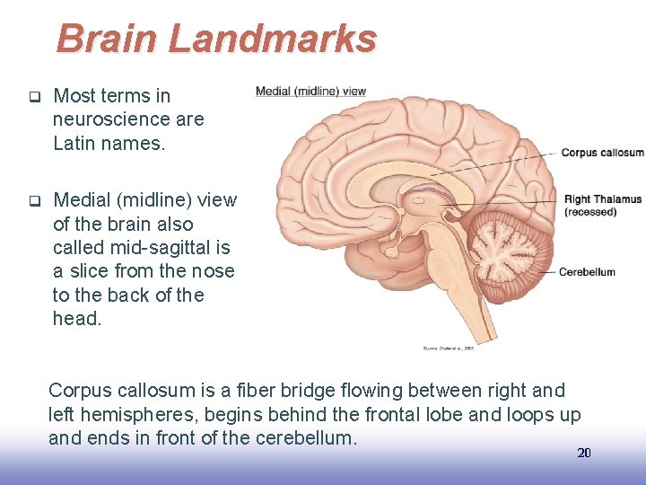 Brain Landmarks q Most terms in neuroscience are Latin names. q Medial (midline) view