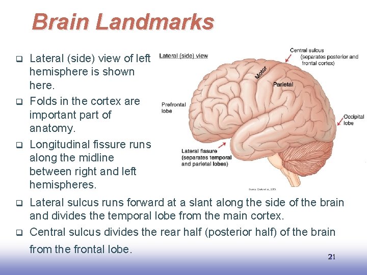 Brain Landmarks q q q Lateral (side) view of left hemisphere is shown here.