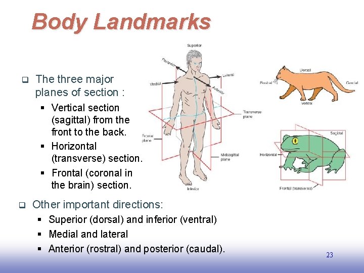 Body Landmarks q The three major planes of section : § Vertical section (sagittal)