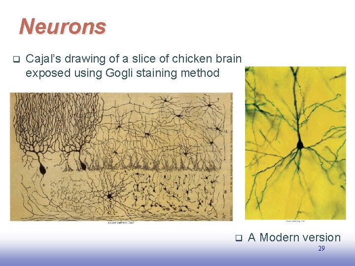 Neurons q Cajal’s drawing of a slice of chicken brain exposed using Gogli staining