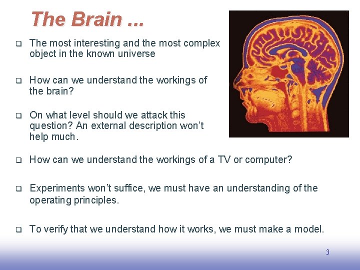 The Brain. . . q The most interesting and the most complex object in