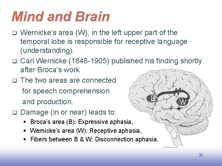 Mind and Brain q q Wernicke’s area (W), in the left upper part of