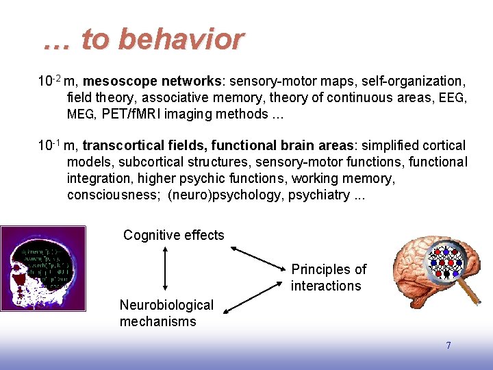 … to behavior 10 -2 m, mesoscope networks: sensory-motor maps, self-organization, field theory, associative