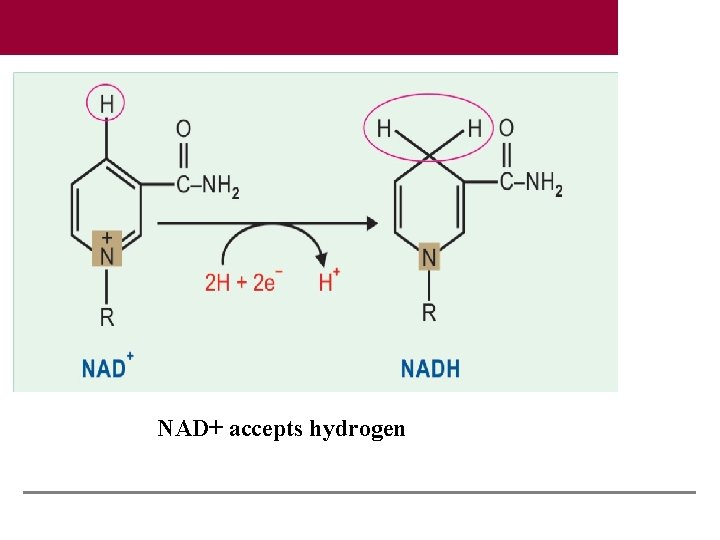 NAD+ accepts hydrogen 