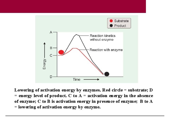 Lowering of activation energy by enzymes. Red circle = substrate; D = energy level