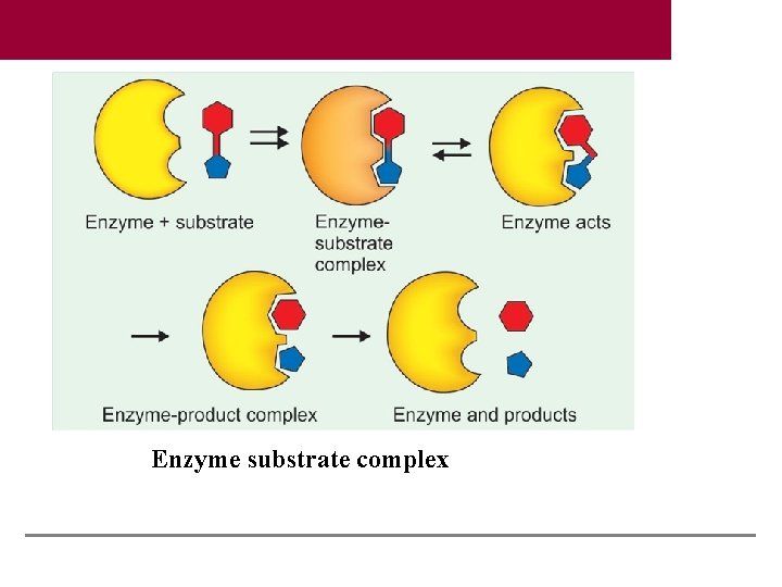 Enzyme substrate complex 