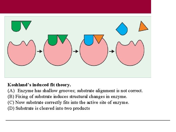 Koshland’s induced fit theory. (A) Enzyme has shallow grooves; substrate alignment is not correct.