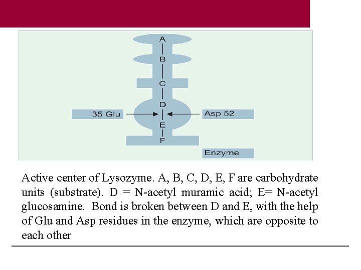 Active center of Lysozyme. A, B, C, D, E, F are carbohydrate units (substrate).