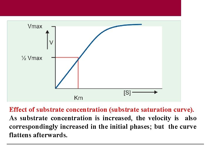 Effect of substrate concentration (substrate saturation curve). As substrate concentration is increased, the velocity