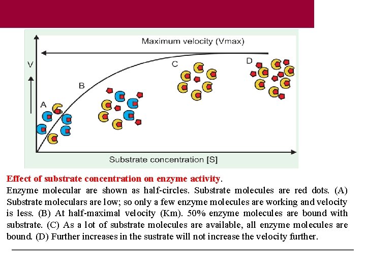 Effect of substrate concentration on enzyme activity. Enzyme molecular are shown as half-circles. Substrate