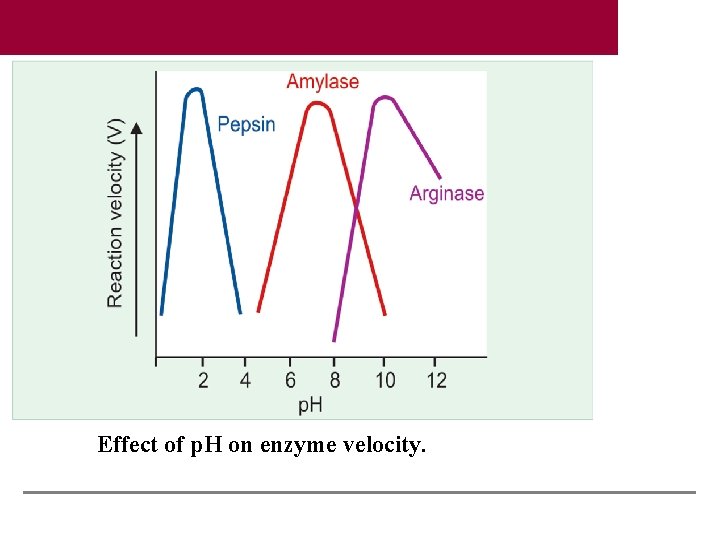 Effect of p. H on enzyme velocity. 