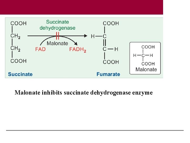 Malonate inhibits succinate dehydrogenase enzyme 