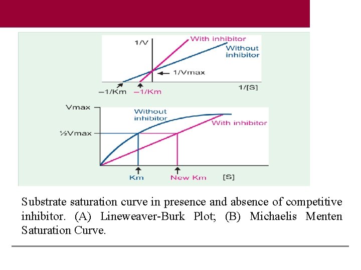 Substrate saturation curve in presence and absence of competitive inhibitor. (A) Lineweaver-Burk Plot; (B)