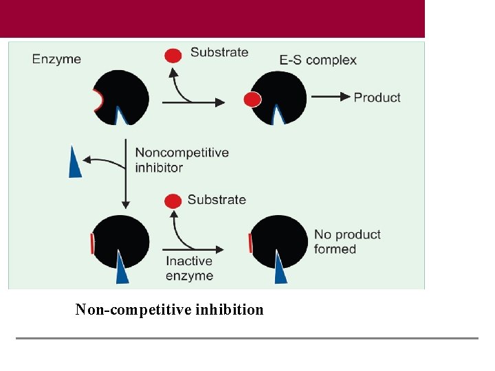 Non-competitive inhibition 